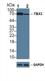 TBX3 Antibody in Western Blot (WB)