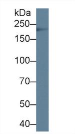 Tenascin C Antibody in Western Blot (WB)