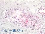 SLC26A8 Antibody in Immunohistochemistry (Paraffin) (IHC (P))