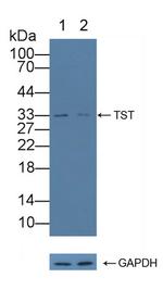 TST Antibody in Western Blot (WB)