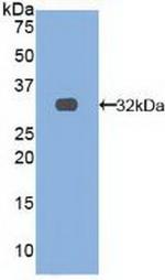 TRAF4 Antibody in Western Blot (WB)