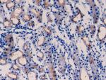 TMEM27 Antibody in Immunohistochemistry (Paraffin) (IHC (P))