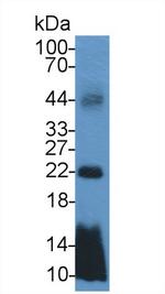 TMEM27 Antibody in Western Blot (WB)