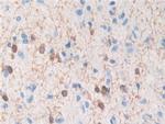 TPPP Antibody in Immunohistochemistry (Paraffin) (IHC (P))