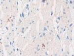 TPPP Antibody in Immunohistochemistry (Paraffin) (IHC (P))