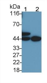 p53 Antibody in Western Blot (WB)