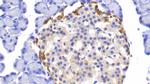 PGP9.5 Antibody in Immunohistochemistry (Paraffin) (IHC (P))