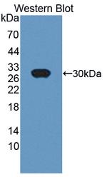 UCHL4 Antibody in Western Blot (WB)