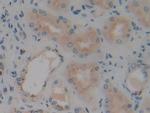 VNN1 Antibody in Immunohistochemistry (Paraffin) (IHC (P))