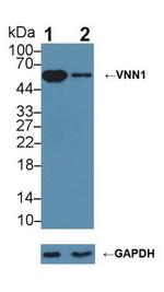 VNN1 Antibody in Western Blot (WB)