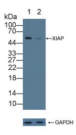 XIAP Antibody in Western Blot (WB)