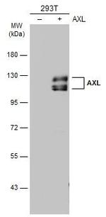 Axl Antibody in Western Blot (WB)