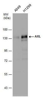 Axl Antibody in Western Blot (WB)