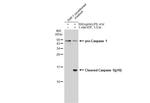 Caspase 1 p10 Antibody in Western Blot (WB)