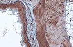 Caspase 6 (Cleaved Asp162) Antibody in Immunohistochemistry (Paraffin) (IHC (P))