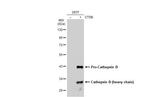 Cathepsin B Antibody in Western Blot (WB)