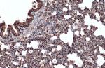 ERK2 Antibody in Immunohistochemistry (Paraffin) (IHC (P))