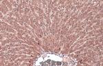 FGFR4 Antibody in Immunohistochemistry (Paraffin) (IHC (P))