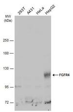 FGFR4 Antibody in Western Blot (WB)