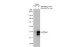 Fra1 Antibody in Western Blot (WB)