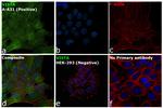 VISTA Antibody