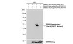 GNAS (R201C Mutant) Antibody in Western Blot (WB)