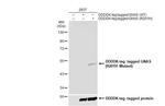 GNAS (R201H Mutant) Antibody in Western Blot (WB)