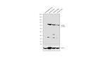 HA Tag Antibody in Western Blot (WB)