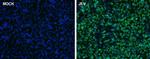 Japanese Encephalitis Virus Core Protein C Antibody in Immunocytochemistry (ICC/IF)