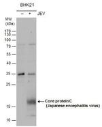 Japanese Encephalitis Virus Core Protein C Antibody in Western Blot (WB)