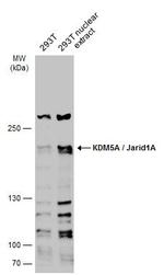 KDM5A Antibody in Western Blot (WB)