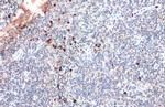 Myeloperoxidase Antibody in Immunohistochemistry (Paraffin) (IHC (P))