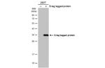 S-peptide Epitope Tag Antibody in Western Blot (WB)