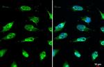 SIRT1 Antibody in Immunocytochemistry (ICC/IF)