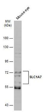 SLC1A7 Antibody in Western Blot (WB)