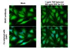 SNAIL Antibody in Immunocytochemistry (ICC/IF)