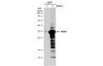 SNAIL Antibody in Western Blot (WB)