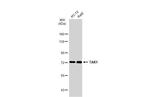 TAK1 Antibody in Western Blot (WB)