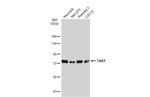 TAK1 Antibody in Western Blot (WB)