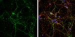 VGLUT2 Antibody in Immunocytochemistry (ICC/IF)