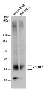 VGLUT2 Antibody in Western Blot (WB)