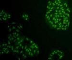 HMGB1 Antibody in Immunocytochemistry (ICC/IF)