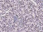 HMGB1 Antibody in Immunohistochemistry (Paraffin) (IHC (P))