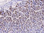 HMGB1 Antibody in Immunohistochemistry (Paraffin) (IHC (P))