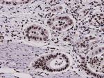 HMGB1 Antibody in Immunohistochemistry (Paraffin) (IHC (P))