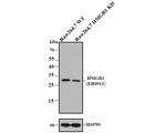 HMGB1 Antibody in Western Blot (WB)