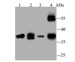 WNT2 Antibody in Western Blot (WB)