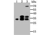 SNAIL Antibody in Western Blot (WB)