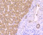 ROCK2 Antibody in Immunohistochemistry (Paraffin) (IHC (P))