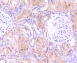 Cullin 3 Antibody in Immunohistochemistry (Paraffin) (IHC (P))